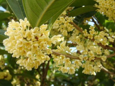 桂花泡茶禁忌，桂花泡水喝的9大禁忌