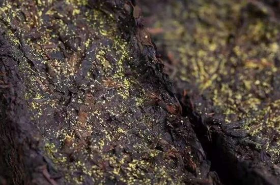 茯磚茶與普洱茶哪個好，茯茶和普洱茶口味區(qū)別