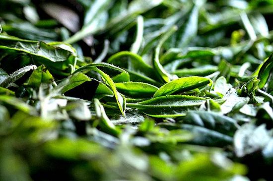 荒野銀針市場價多少，真正的荒野白毫銀針多少錢？