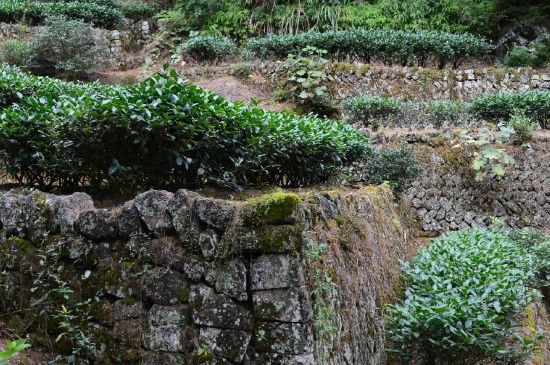拼配的馬頭巖肉桂，還配叫馬肉嗎？請叫它“馬頭巖大紅袍”