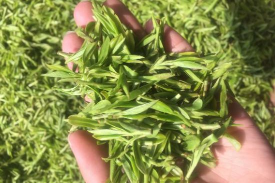 龍井好喝還是毛尖好喝，綠茶是龍井好還是毛尖好？