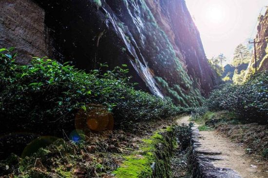 肉桂茶和大紅袍哪個貴，武夷山肉桂與大紅袍的價格比較
