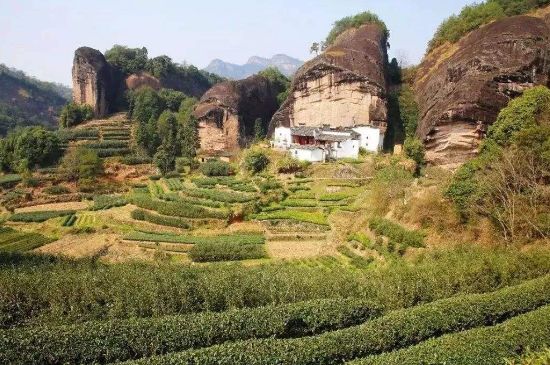 馬頭巖肉桂是大紅袍嗎，大紅袍肉桂屬于什么茶？