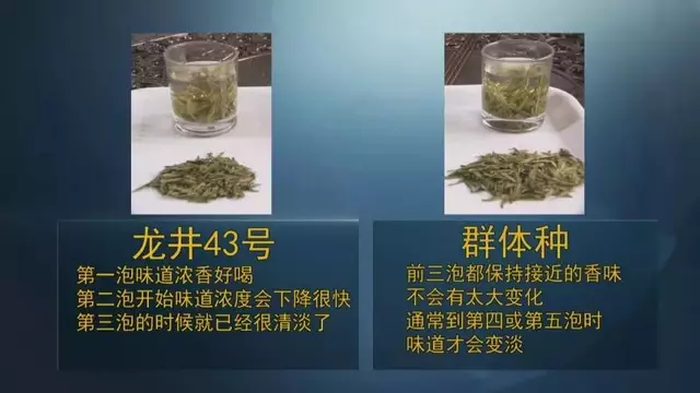 龍井群體種和43號的區(qū)別圖片，龍井43和群體種哪個好喝？