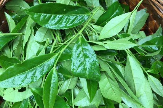 大紅袍可以放10年嗎，大紅袍放了十年能喝嗎