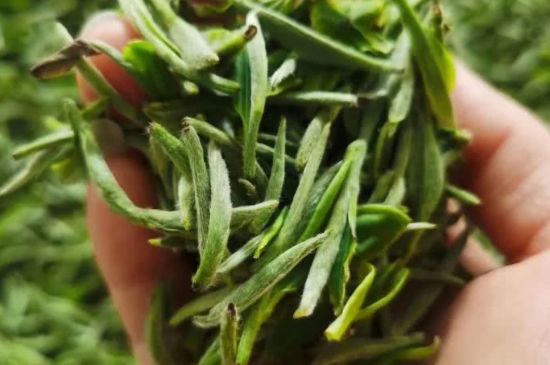 金壇雀舌算不算好茶，金壇雀舌屬于什么檔次茶葉？