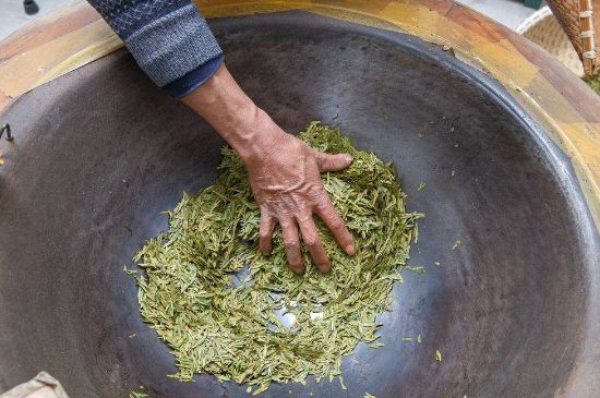 雀舌有一股青草味，雀舌為什么有青草味？