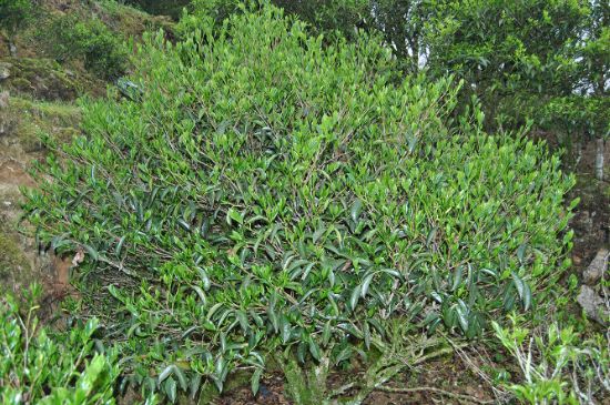 肉桂茶屬于紅茶嗎，牛欄坑肉桂是紅茶還是綠茶？