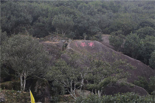 宋種一號(hào)價(jià)值為什么高，鳳凰單樅宋種1號(hào)價(jià)格與產(chǎn)量多少？