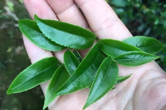 鋸朵仔跟鴨屎香哪個貴，鋸朵子和鴨屎香哪個好喝？