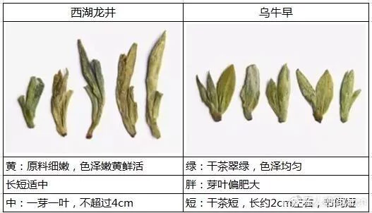 烏牛早和龍井的區(qū)別圖片，龍井43號和烏牛早茶的對比