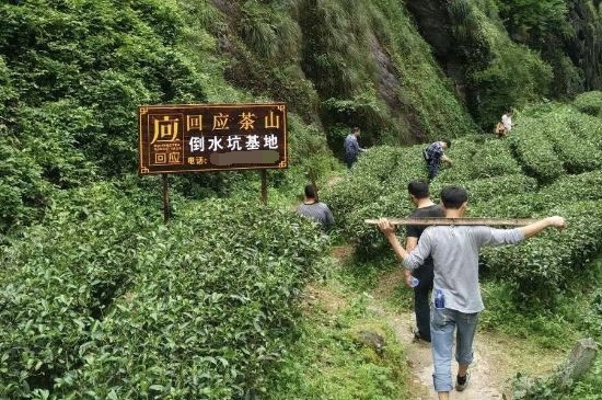 300塊錢的金駿眉能喝嗎，兩三百多金駿眉和一千多區(qū)別