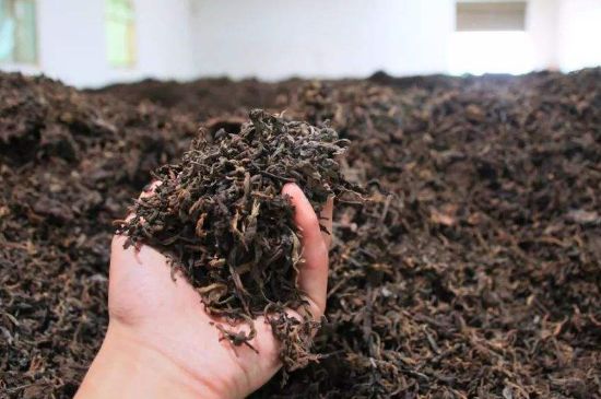 茯磚茶與普洱茶哪個好，茯茶和普洱茶口味區(qū)別