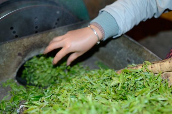 雀舌有一股青草味，雀舌為什么有青草味？