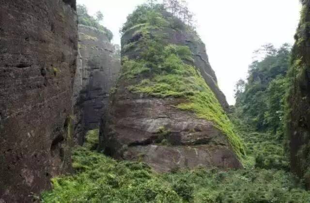 武夷山為什么盛產(chǎn)茶葉，武夷山茶為什么好喝？