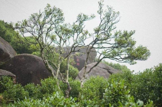 宋種一號(hào)價(jià)值為什么高，鳳凰單樅宋種1號(hào)價(jià)格與產(chǎn)量多少？
