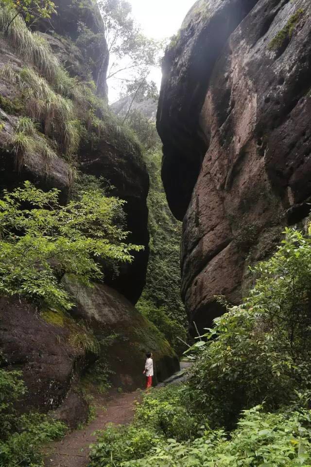 武夷山為什么盛產(chǎn)茶葉，武夷山茶為什么好喝？