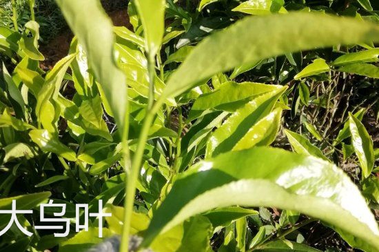 鴨屎香和大烏葉是同一種茶葉嗎，單叢大烏葉和鴨屎香有什么區(qū)別？