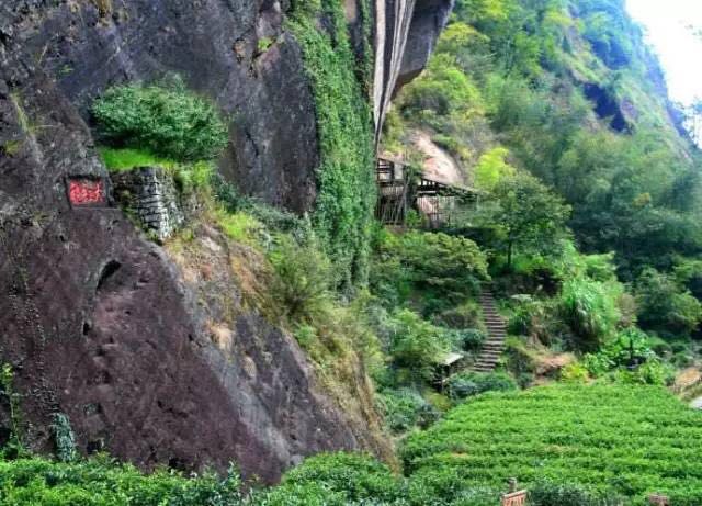 武夷山為什么盛產(chǎn)茶葉，武夷山茶為什么好喝？