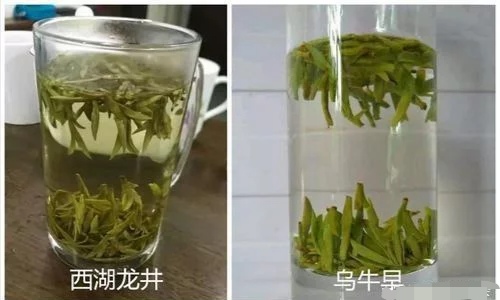烏牛早和龍井的區(qū)別圖片，龍井43號和烏牛早茶的對比