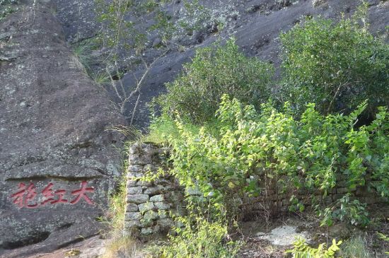 母樹大紅袍給誰(shuí)喝了，為什么母樹大紅袍叫三棵六株？