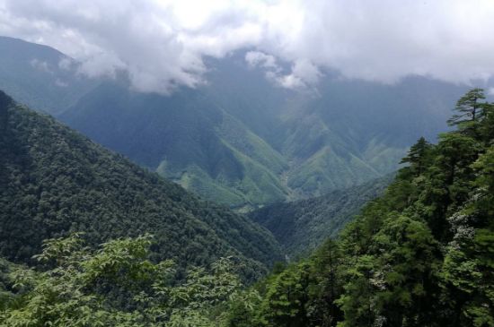 300塊錢的金駿眉能喝嗎，兩三百多金駿眉和一千多區(qū)別