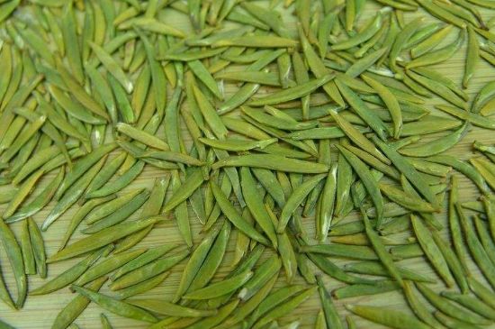 竹葉青和毛尖的區(qū)別，毛尖和竹葉青怎么分辨？