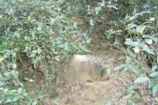 母樹大紅袍給誰(shuí)喝了，為什么母樹大紅袍叫三棵六株？