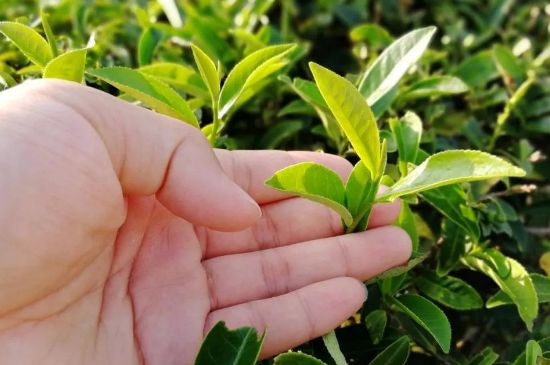 大紅袍四大品種有哪些，大紅袍的種類(lèi)和著名品種特點(diǎn)介紹