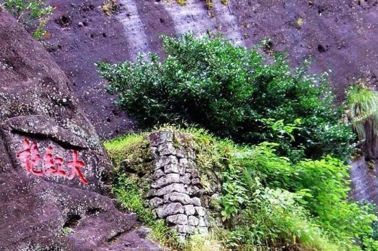 宋種一號(hào)價(jià)值為什么高，鳳凰單樅宋種1號(hào)價(jià)格與產(chǎn)量多少？