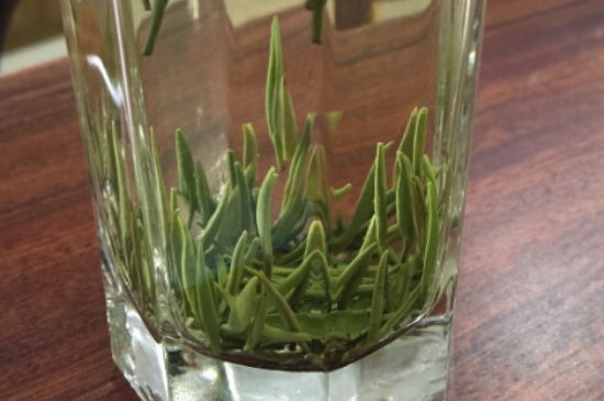 竹葉青和雀舌哪個(gè)貴，竹葉青茶貴嗎？