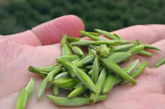 什么綠茶茶葉唇齒留香，哪個品種綠茶香氣好？