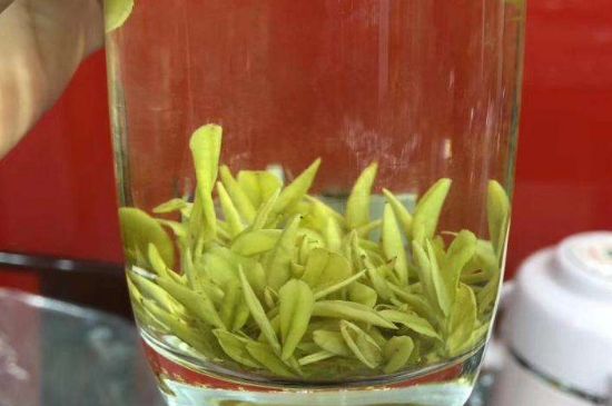 茶中奇葩黃金芽，安吉白茶中黃金芽的特點