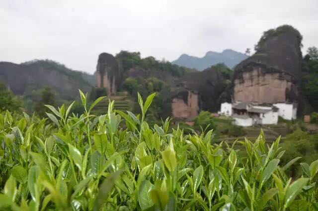 武夷山為什么盛產(chǎn)茶葉，武夷山茶為什么好喝？