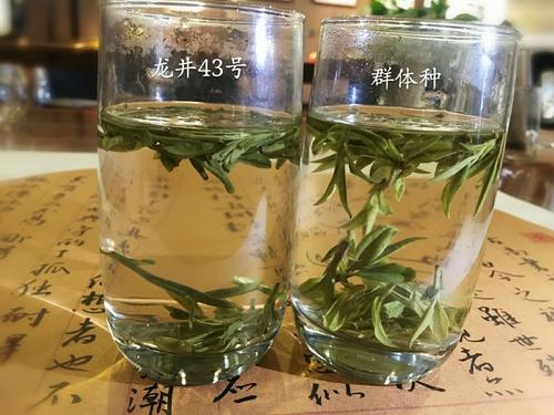 烏牛早和龍井的區(qū)別圖片，龍井43號和烏牛早茶的對比