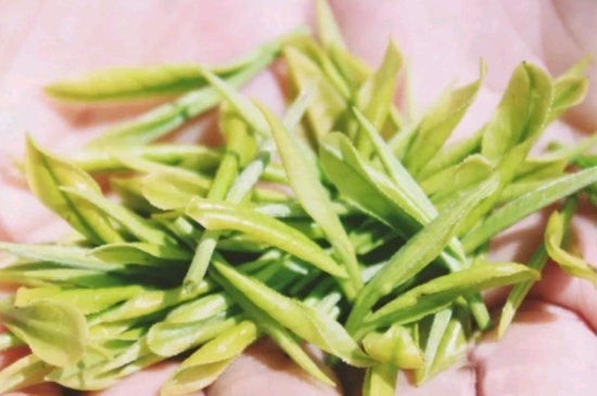 龍井是明前的好還是雨前的好，明前茶和雨前茶哪個好喝？