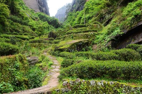 肉桂茶和大紅袍哪個貴，武夷山肉桂與大紅袍的價格比較
