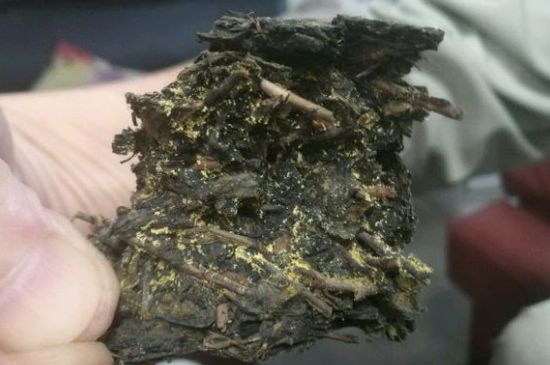 伏茶里的金花是黃曲霉素嗎，金花茯茶里的是什么菌