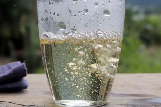 三年白茶賽砒霜，這是真的嗎？