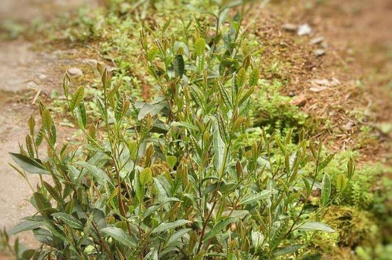 大紅袍四大品種有哪些，大紅袍的種類(lèi)和著名品種特點(diǎn)介紹