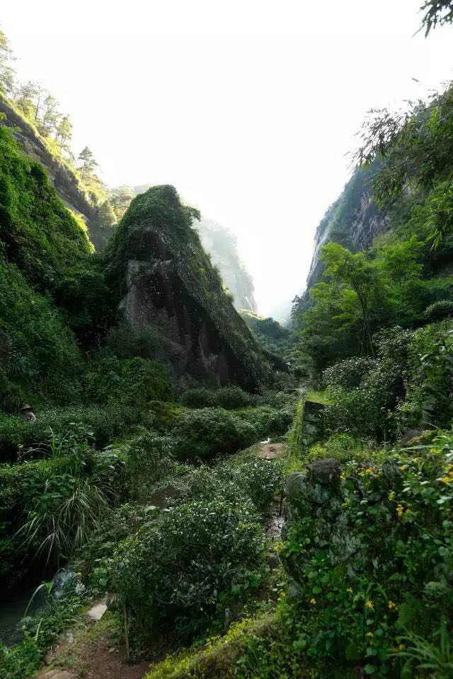 武夷山為什么盛產(chǎn)茶葉，武夷山茶為什么好喝？