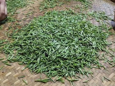 金駿眉幾年可以算陳茶，金駿眉新茶好還是老茶