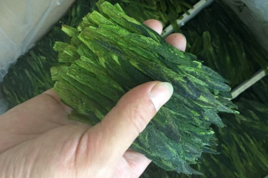 什么綠茶味道濃香，那個(gè)綠茶比較濃香？