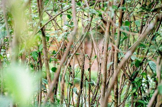 荒野銀針有什么特點(diǎn)，荒野銀針的味道口感咋樣？