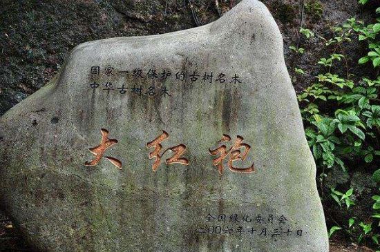 母樹大紅袍給誰(shuí)喝了，為什么母樹大紅袍叫三棵六株？