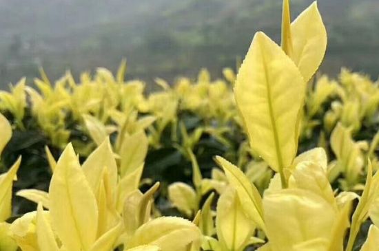 茶中奇葩黃金芽，安吉白茶中黃金芽的特點