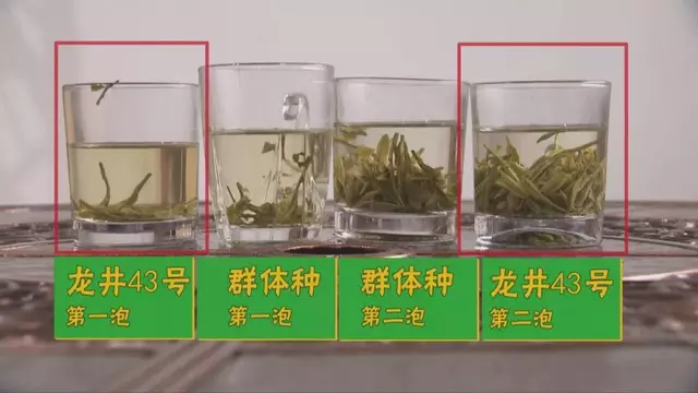 烏牛早和龍井的區(qū)別圖片，龍井43號和烏牛早茶的對比