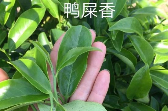 鴨屎香和大烏葉是同一種茶葉嗎，單叢大烏葉和鴨屎香有什么區(qū)別？
