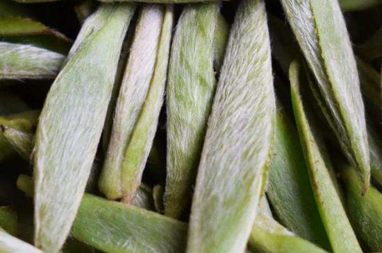 荒野銀針有什么特點(diǎn)，荒野銀針的味道口感咋樣？