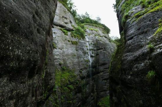 母樹大紅袍給誰(shuí)喝了，為什么母樹大紅袍叫三棵六株？